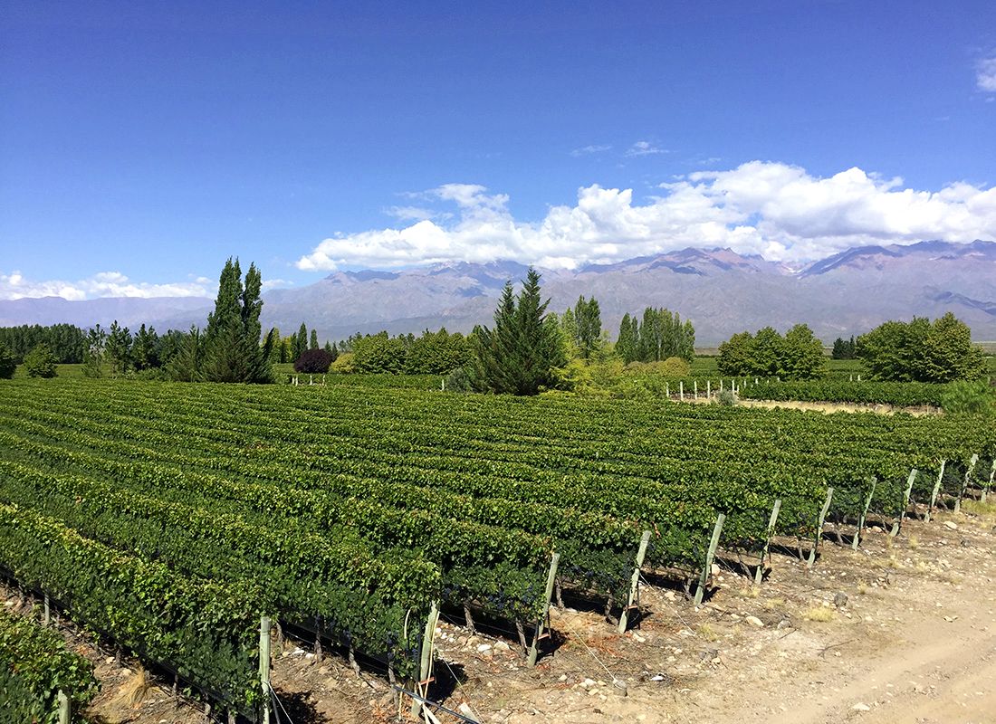 Camino del Vino